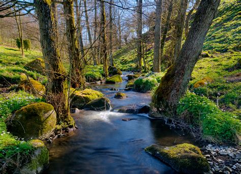 Spring Forest Wallpaper Wallpapersafari