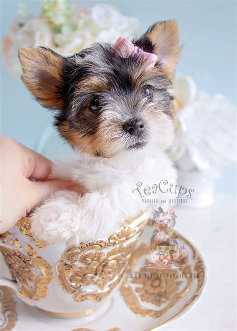 Available Biewer Terriers Teacups Puppies And Boutique