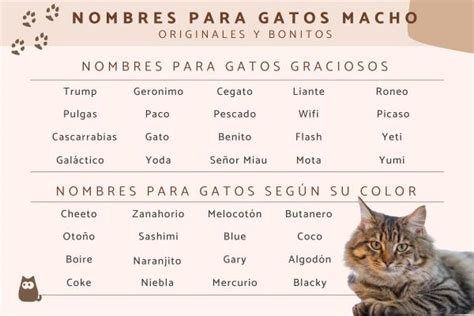400 Nombres Para Gatos Macho ¡originales Bonitos Y Con Significado