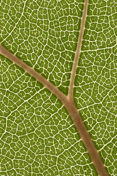 Swamp Cottonwood Leaf Vein Pattern Stock Image F0314924 Science