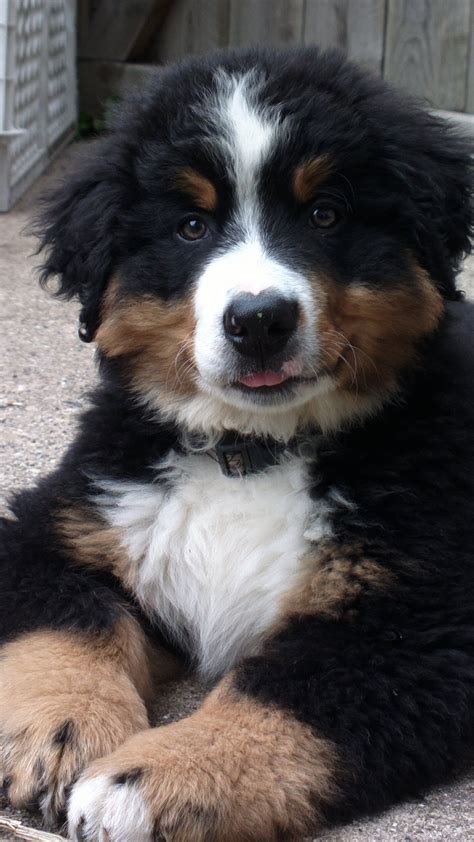 The bernese mountain dog is a striking. Devons Berners - Bernese Mountain Dog breeder in Rolling Meadows, IL