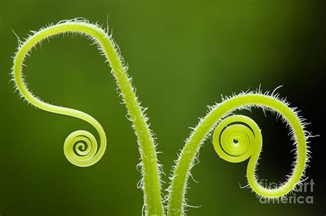 Plant Tendrils Photograph By Tim Gainey