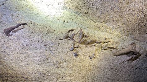 Mammoth Cave Sharks Rare Fossils Found In Kentucky National Park