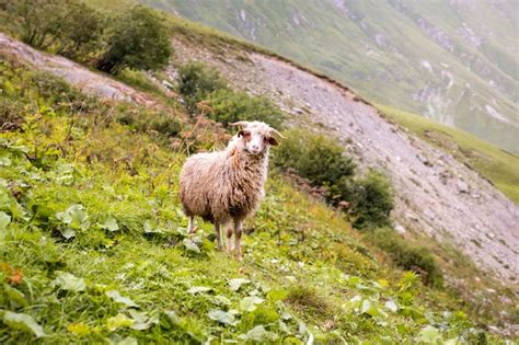 Moutons Dans Une Ferme De Montagne Par Temps Nuageux Photo Premium