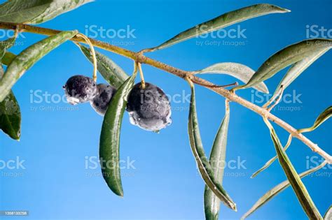 Freshness Of Olive Tree Branch With Black Olives Stock Photo Download