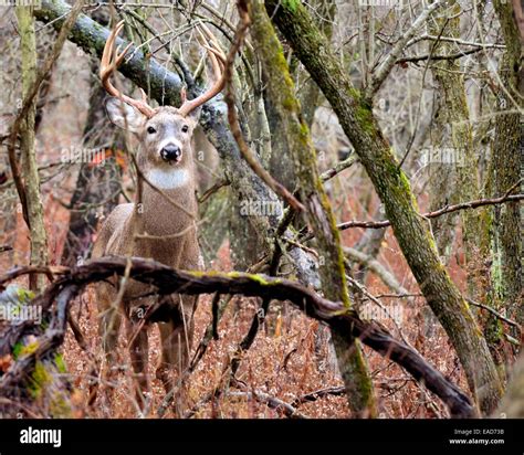 Whitetail Buck Rut Hi Res Stock Photography And Images Alamy