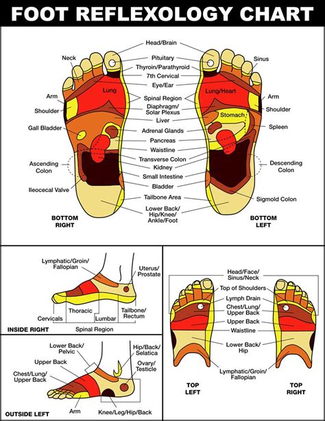 Top Foot Reflexology Chart