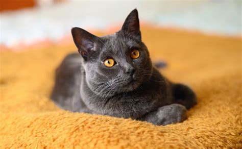 A Look At Two French Cat Breeds Letsgetpet