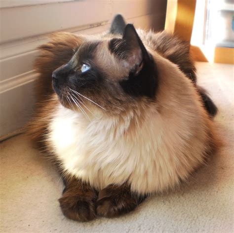 The Traditional Balinese Aka Applehead Balinese Cat Combines The
