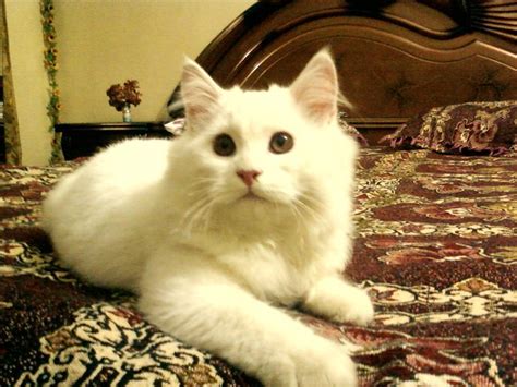 Gaddafi Cute Persian Cats Wallpapers And Pictures
