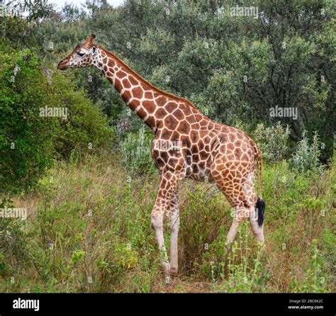 Rothschilds Giraffe Giraffa Camelopardalis Rothschildi In Lake