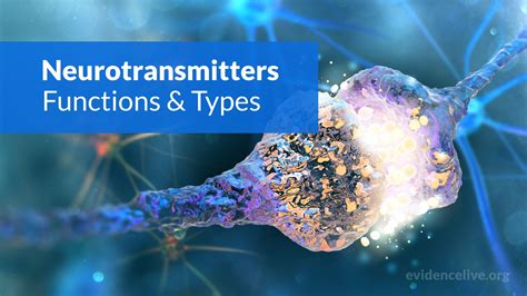 Neurotransmitters Functions Types And Examples Evidencelive
