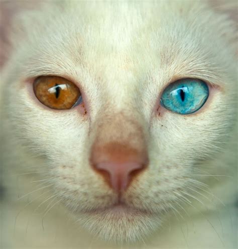 22 Cat Photos Of Felines With Different Colored Eyes
