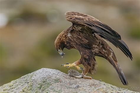 Der König Der Adler Aquila Chrysaetos Foto And Bild Tiere Wildlife
