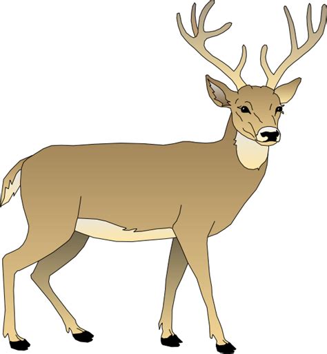 Deer In Woods Clipart 20 Free Cliparts Download Images On Clipground 2024