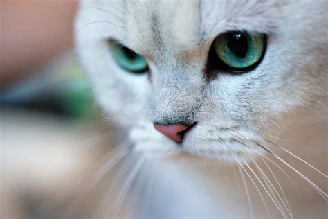 British Shorthair Cat Portrait Stock Photo Image Of Feline Shaded