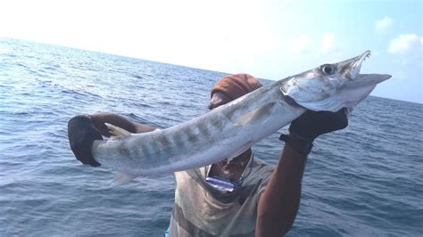 The great barracuda (sphyraena barracuda)! BARRACUDA / SHEELA FISH VIDEO-CATCH AT DEEP SEA - YouTube