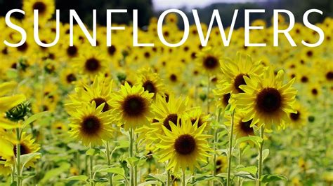Sunflowers Mckee Beshers Wma Poolesville Md Youtube