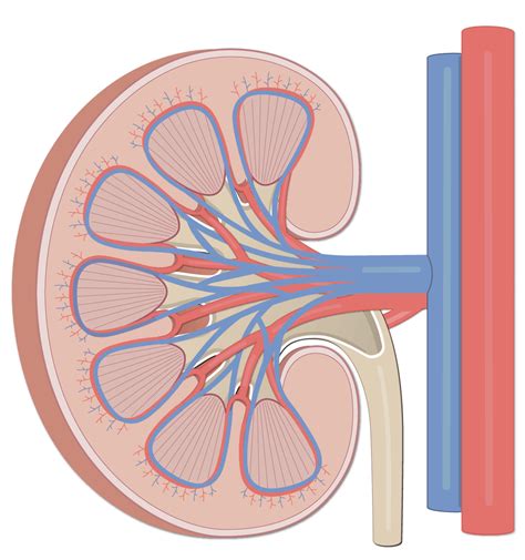 Diagram Of Blood Vessels In A Kidney Clipart Etc Images And Photos Finder