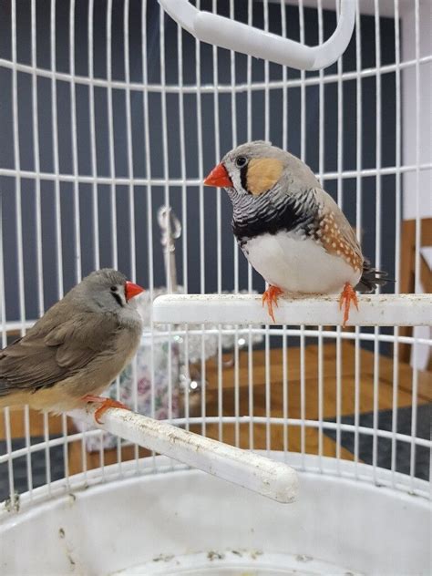Pair Of Finches Birds For Sale In Cambuslang Glasgow Gumtree