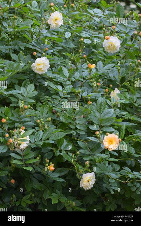 Rambling Or Climbing Rose Ghislaine De Féligonde With Clusters Of