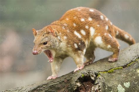 Image Of Spotted Quoll Austockphoto