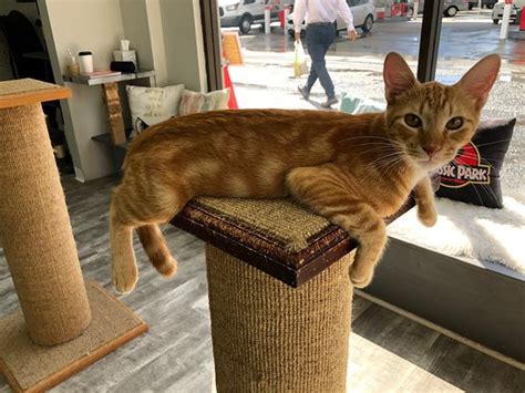 We're hawaii's only cat cafe. Hawai'i Cat Cafe (Honolulu) - 2020 All You Need to Know ...