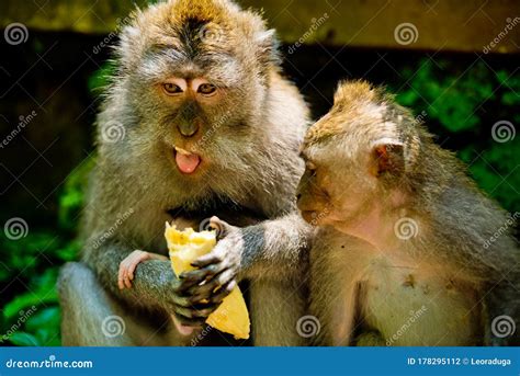 Mother And Baby Monkey Sits And Eating Banana At Monkey Forest Stock