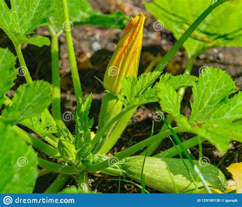 Yellow Zucchini Flower And Fruit In Vegetable Plant Stock Photo