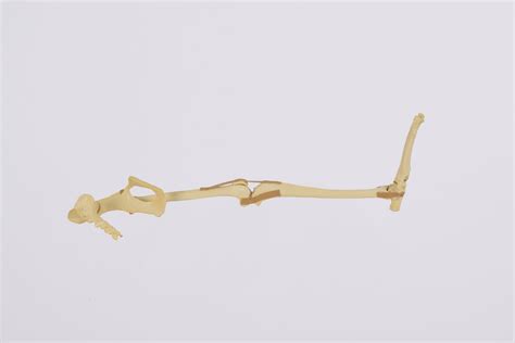 Lower Limb Model 0906 Synbone Ag Bone Pelvis Patella