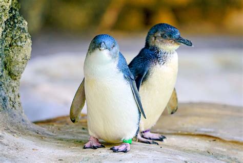 19 Little Blue Penguin Facts