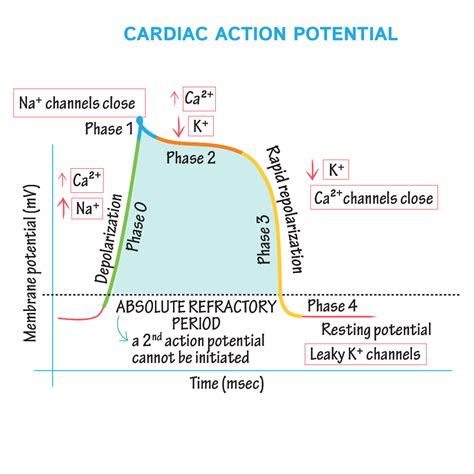 Physiology Glossary Cardiac Muscle Action Potential Draw It To Know