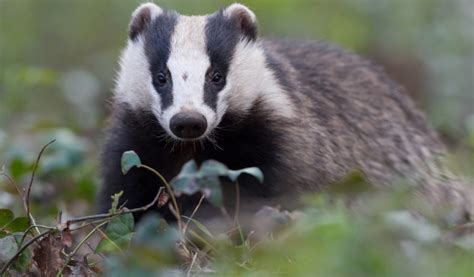 Call For Further Roll Out Of Badger Culling The Exeter Daily