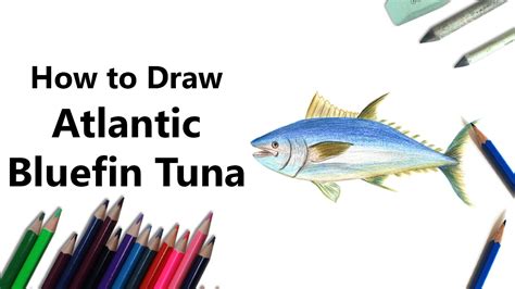 How To Draw An Atlantic Bluefin Tuna With Color Pencils Time Lapse