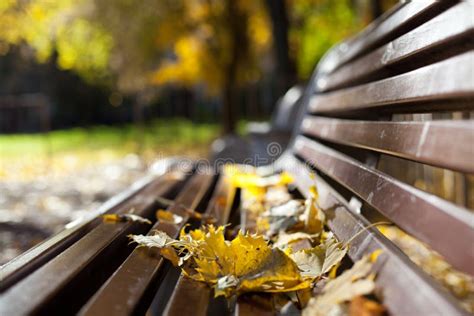 Maple Leaves On A Bench In The Park Stock Photo Image Of Green Brown