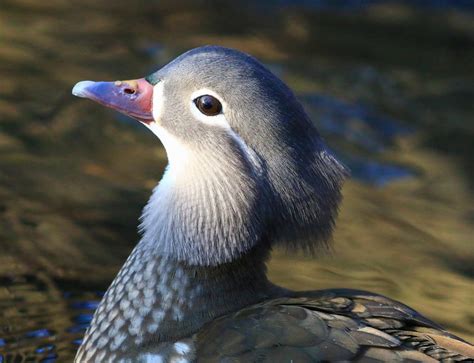 Mandarin Duck Female By Nurturingnaturest On Deviantart