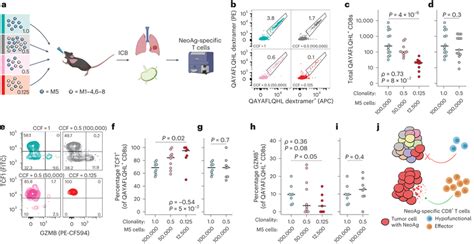 The Quality Of Tumor Specific T Cell Response Is Tuned By Neoantigen