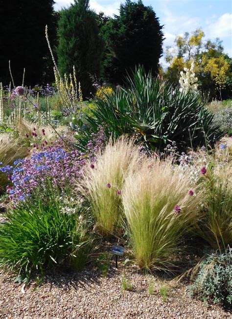 1 Stipa Tenuissima Mexican Feather Grass Sent In 9cm Pots Grass