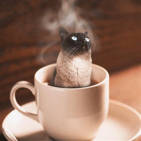 Yay A Cat In Coffee Just What Im Looking For Pinnedrepinned By