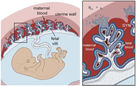 Role Of The Placenta Grade 9 Understanding For Igcse Biology 311