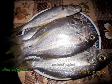 Pelata bali atau nama saintifiknya alepes vari merupakan sejenis ikan yang berasal dari laut merah selatan dan teluk arab diperairan benua selatan hingga barat laut.ikan ini juga terdapat di utara australia serta utara okinawa.manakala diseluruh wilayah indo malayan banyak habitat ikan ini ditemui. segalanya tentang kehidupan laut dan sungai: IKAN SELUMBU