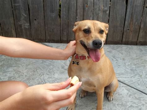 Check spelling or type a new query. The Best Treats For Dog Training