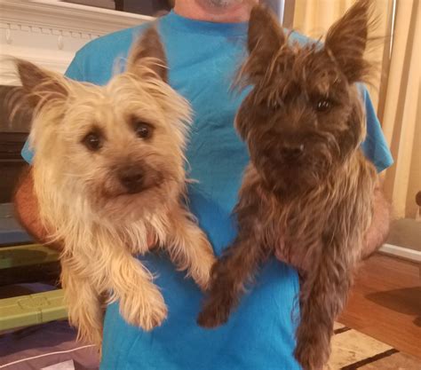 Cairn Terrier Puppies For Sale Taylors Sc 299878