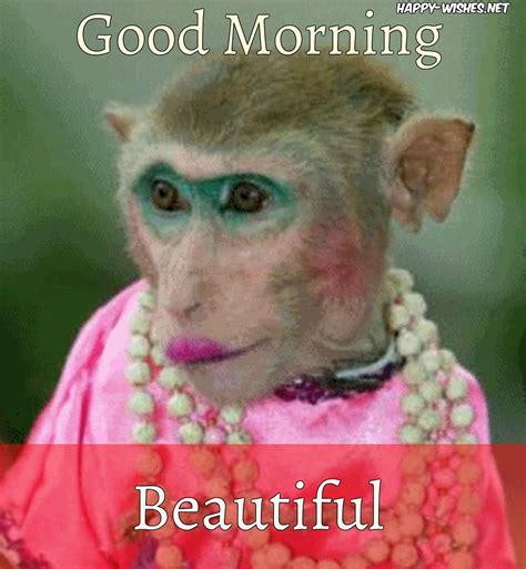 8 Good Morning Wishes With Monkey Images Funny Good Morning Memes Good