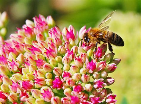 Pollinators Nothing To Sneeze At Espoma