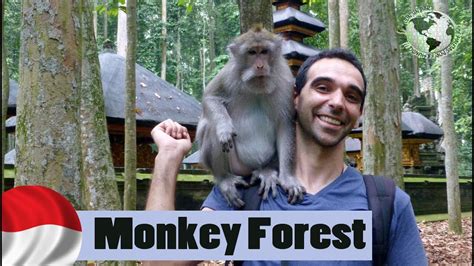 Bosque De Los Monos Monkey Forest Ubud Bali Indonesia 2016 Youtube