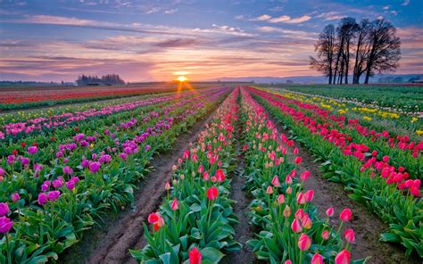 Most beautiful and best flower fields in the world - Part 1 ~ Photos ...