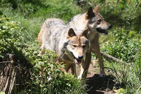 Mutations in chernobyl were much higher than in hiroshima and nagasaki (which suffered more it was first discovered in frogs and other reptilians. Wildlife thrives in Chernobyl, site of 1986 worst nuclear ...