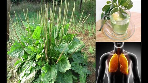 Significado de basculho no dicio, dicionário online de português. PODEROSA planta, CURA INFLAMAÇÃO E LIMPA OS PULMÕES! - YouTube
