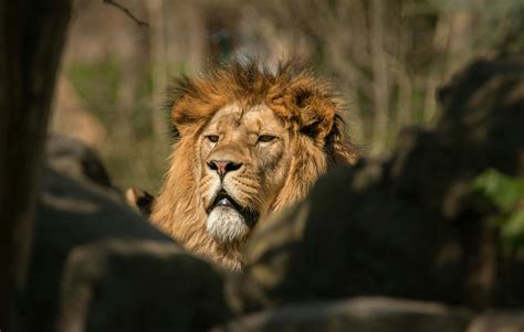 Lion Resting In Sunlight In Savanna · Free Stock Photo